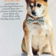Image for article titled 5 Insane Things From Martha Stewart Weddings Magazine, Fall 2015